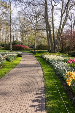 14 Nisan 2022 Lisse, Hollanda. Bahar çiçeklerinin açtığı güzel bir halk bahçesi. Popüler turizm sitesi.