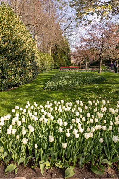 Nisan 2022 Lisse Hollanda Bahar Çiçeklerinin Açtığı Güzel Halk Bahçesi — Stok fotoğraf
