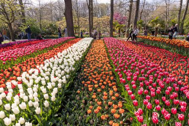 14 Nisan 2022 Lisse, Hollanda. Bahar çiçeklerinin açtığı güzel bir halk bahçesi. Popüler turizm sitesi.