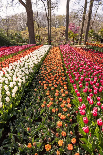 Kwietnia 2022 Lisse Holandia Piękny Publiczny Ogród Kwitnącymi Wiosennymi Kwiatami — Zdjęcie stockowe