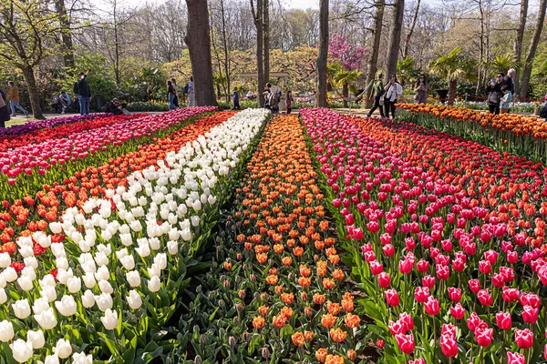 2022 Április Lisse Hollandia Gyönyörű Közkert Tavaszi Virágokkal Népszerű Turisztikai — Stock Fotó