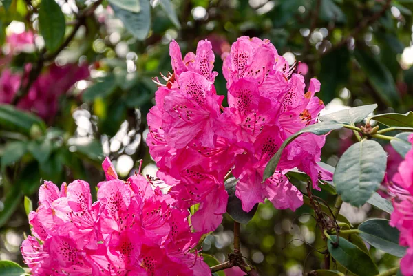 Piękne Wiosenne Kwiaty Parku Angielskim Wolverhampton — Zdjęcie stockowe