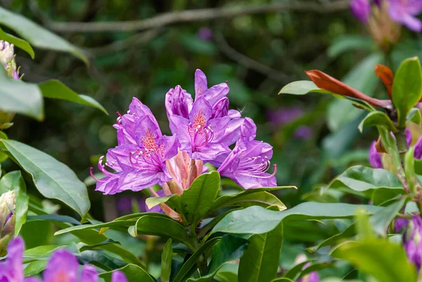 Krásné Jarní Květiny Anglickém Parku Wolverhamptonu — Stock fotografie