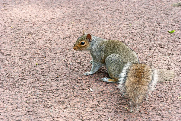 英国伍尔弗汉普顿公园里的一只灰色松鼠 — 图库照片