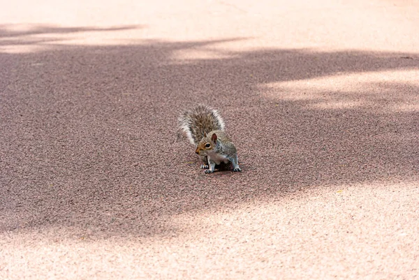 Gray Squirrel English Park Wolverhampton — Stock Photo, Image