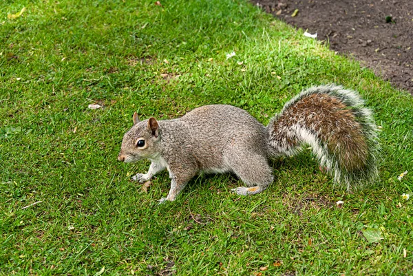Esquilo Cinzento Num Parque Inglês Wolverhampton — Fotografia de Stock