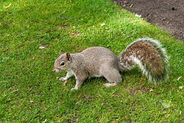 Una Ardilla Gris Parque Inglés Wolverhampton — Foto de Stock