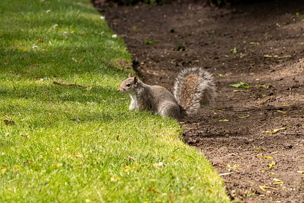 Ein Grauhörnchen Einem Englischen Park Wolverhampton — Stockfoto