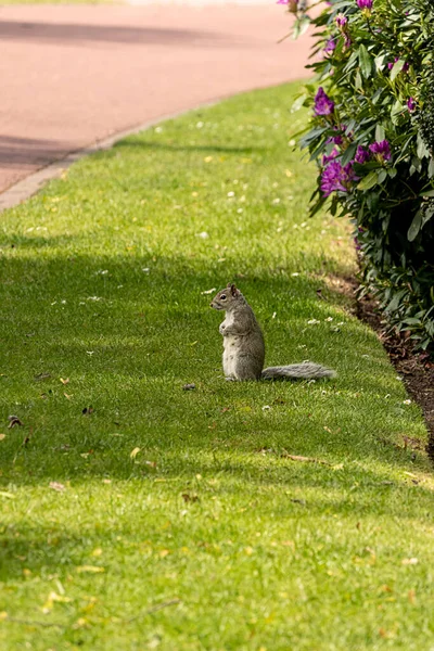 Ein Grauhörnchen Einem Englischen Park Wolverhampton — Stockfoto