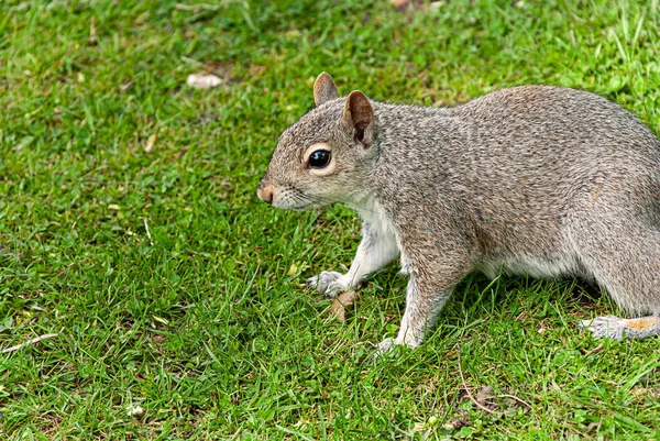 英国伍尔弗汉普顿公园里的一只灰色松鼠 图库图片