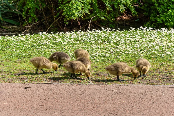 Patos Parque Wolverhampton West Midlands Inglaterra Dia Ensolarado Primavera — Fotografia de Stock