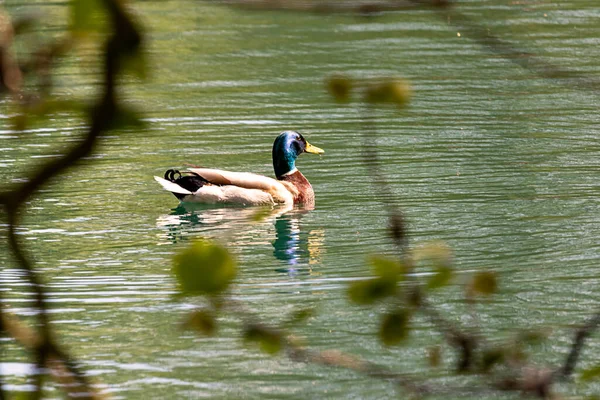 Patos Parque Wolverhampton West Midlands Inglaterra Dia Ensolarado Primavera — Fotografia de Stock