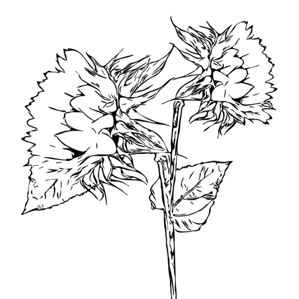 Ilustracja Wektora Czarny Kwiat Białym Tle — Wektor stockowy