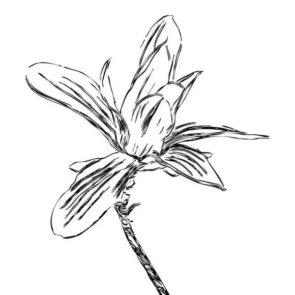 Vector Illustration Black Flower White Background — Stock Vector