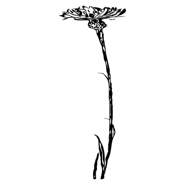 Εικονογράφηση Διανύσματος Μαύρα Λουλούδια Λευκό Φόντο — Διανυσματικό Αρχείο