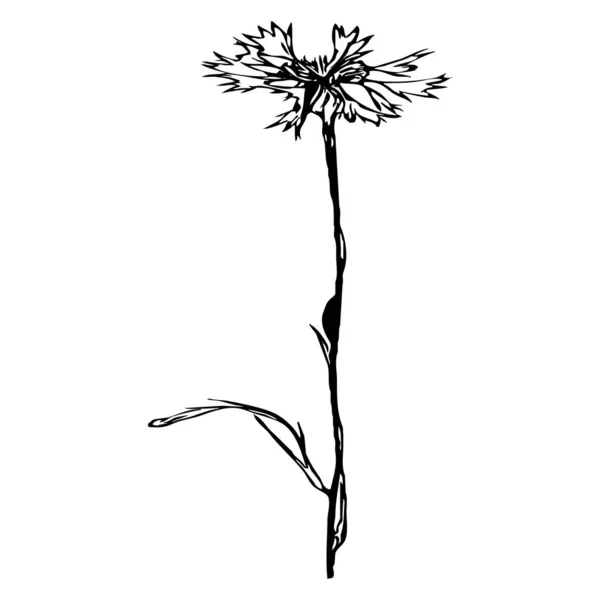 Vektorillustration Sorte Blomster Hvid Baggrund – Stock-vektor