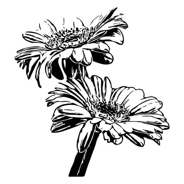 Векторная Иллюстрация Черные Цветы Белом Фоне — стоковый вектор