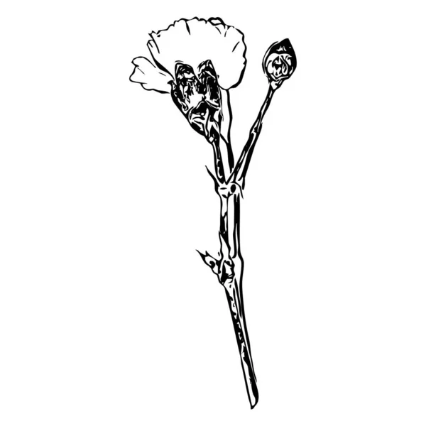 Ilustracja Wektora Czarne Kwiaty Białym Tle — Wektor stockowy