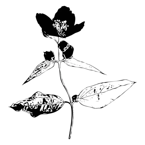 Vektorová Ilustrace Černé Květy Bílém Pozadí — Stockový vektor