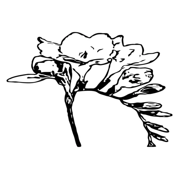 Ilustrație Vectorială Flori Negre Fundal Alb — Vector de stoc