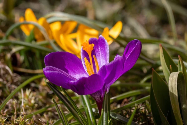 春の花は3月の晴れた日に英語公園で — ストック写真
