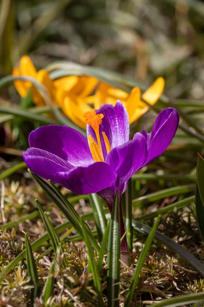 春の花は3月の晴れた日に英語公園で — ストック写真
