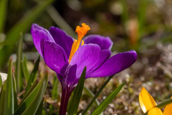 Frühlingsblumen Einem Sonnigen Märztag Einem Englischen Park — Stockfoto