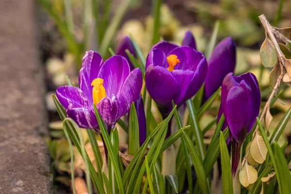 Jarní Květiny Slunečného Březnového Dne Anglickém Parku — Stock fotografie
