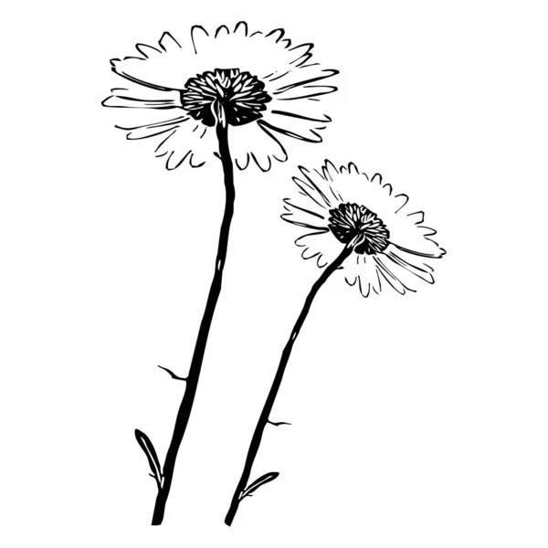 矢量图解 白色背景上的黑色花朵 — 图库矢量图片
