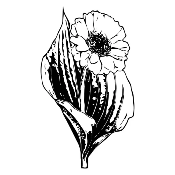 Vektor Illusztráció Fekete Virágok Fehér Háttérrel — Stock Vector