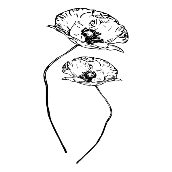 Vector Illustration Black Flowers White Background — Stock Vector