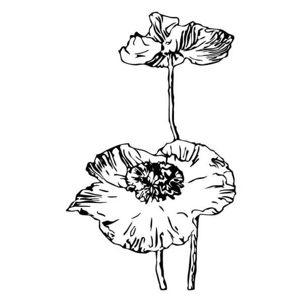 Ilustración Vectorial Flores Negras Sobre Fondo Blanco — Archivo Imágenes Vectoriales
