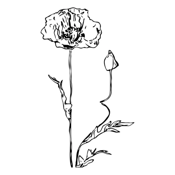 Vektorillustration Schwarze Blumen Auf Weißem Hintergrund — Stockvektor