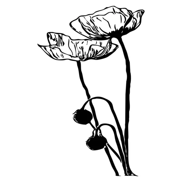 Vektorová Ilustrace Černé Květy Bílém Pozadí — Stockový vektor