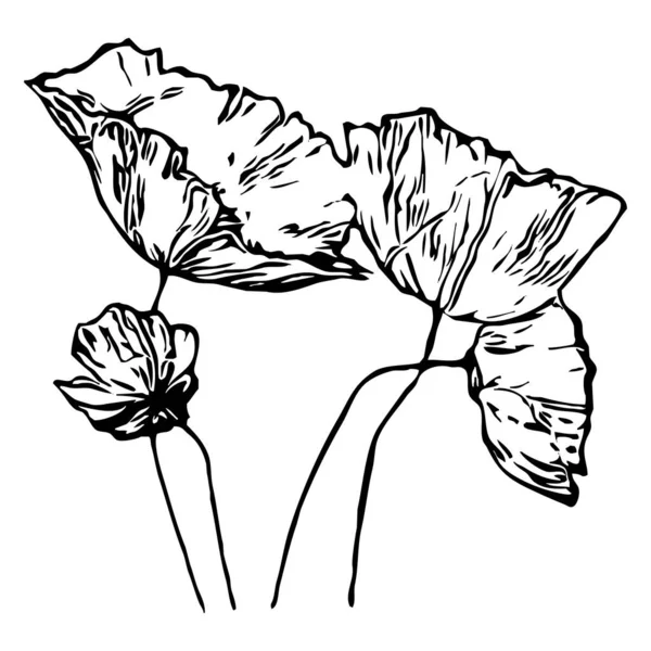 Ilustração Vetorial Flores Pretas Fundo Branco — Vetor de Stock