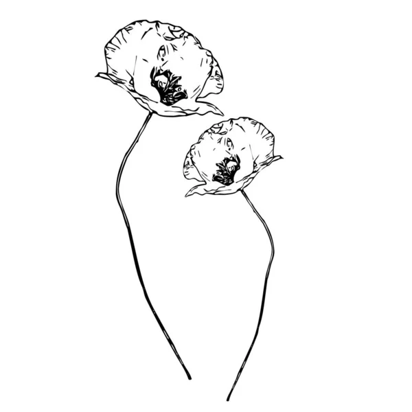 Ilustração Vetorial Flores Pretas Fundo Branco —  Vetores de Stock