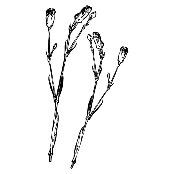 Векторні Ілюстрації Чорні Квіти Білому Тлі — стоковий вектор