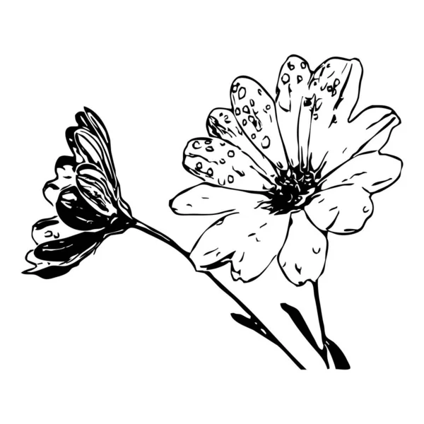 Vektor Illusztráció Fekete Virágok Fehér Háttérrel — Stock Vector