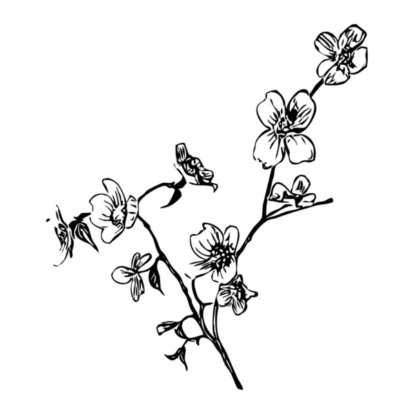 Vektor Ilustrasi Bunga Hitam Pada Latar Belakang Putih - Stok Vektor