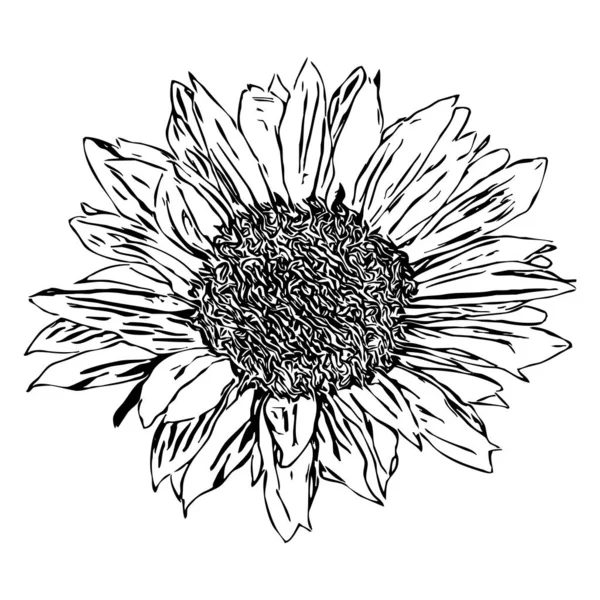 Illustration Vectorielle Fleurs Noires Sur Fond Blanc — Image vectorielle