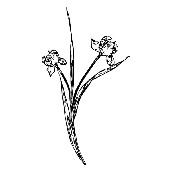 Ilustracja Wektora Czarne Kwiaty Białym Tle — Wektor stockowy