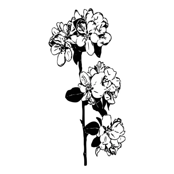 Vector illustration. Black flowers on a white background.