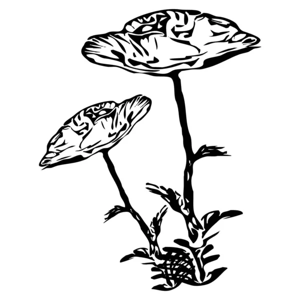 Ilustrație Vectorială Flori Negre Fundal Alb — Vector de stoc