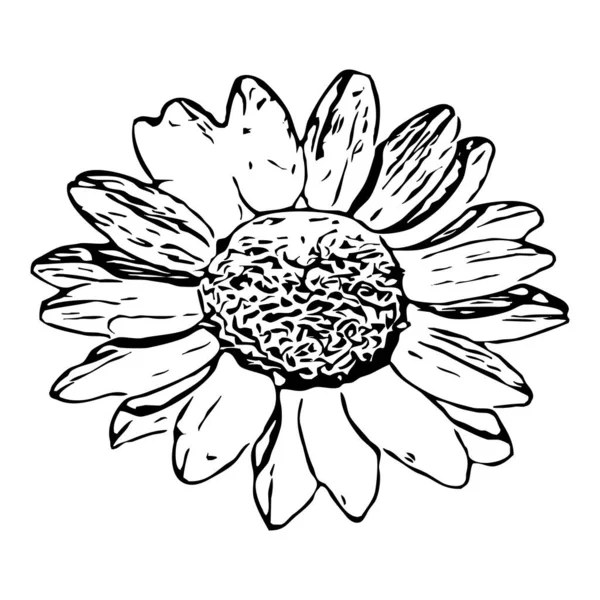 Vector illustration. Black flowers on a white background.