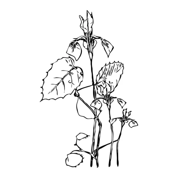 Vektorillustration Schwarze Blumen Auf Weißem Hintergrund — Stockvektor