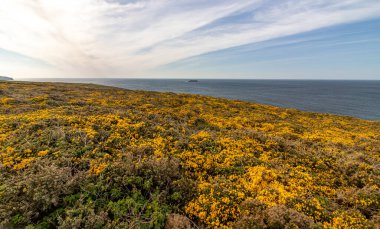 Deniz kenarındaki manzara. Padstow Cornwall 'da güneşli mavi gökyüzü İngiltere Birleşik Krallık Avrupa.