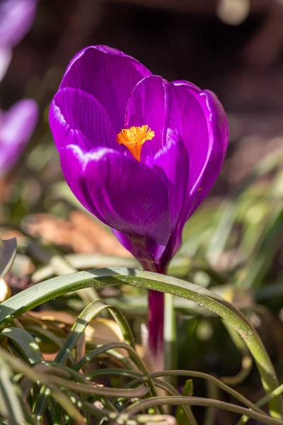 Frühlingsblumen Einem Sonnigen Märztag — Stockfoto