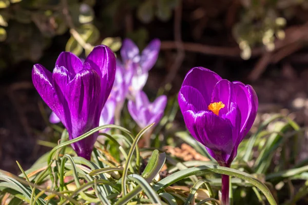 晴れた3月の日の春の花 — ストック写真