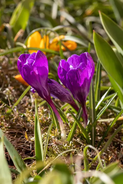 Frühlingsblumen Einem Sonnigen Märztag — Stockfoto