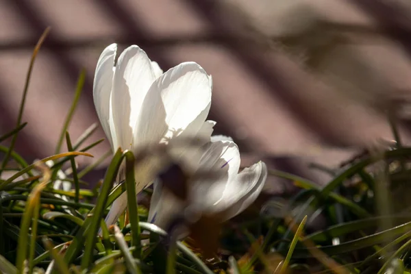 Flores Primavera Día Soleado Marzo — Foto de Stock